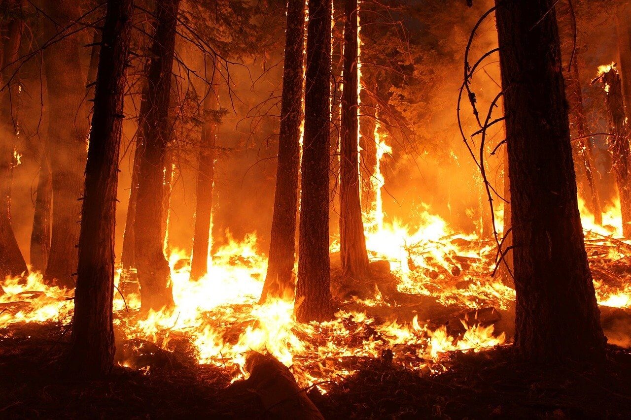 Featured image for Helping Australia - We pledge to donate AU$1 for every teacher who signs up to Quizalize this week (14 – 20 January), and another AU$1 every time our Climate Change 2020 Quiz is played in class.